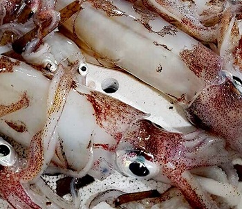 Calamari freschi