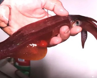 Anelli e Ciuffi di Calamaro conf. 1 Kg 