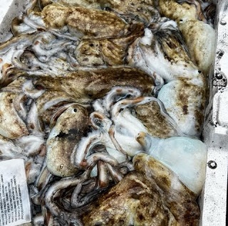Calamari freschi
