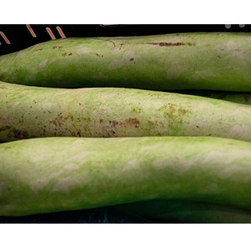 Zucchina lunga